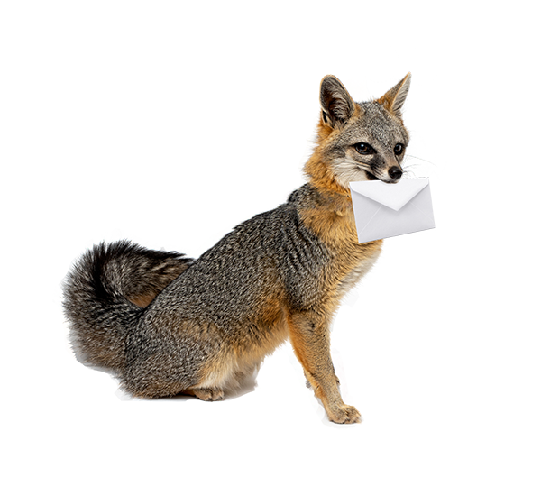 Fox with envelope in its mouth